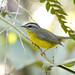 Golden-crowned Warbler (Basileuterus culicivorus azarae)