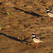 Pied Plover, Hoploxypterus cayanus