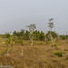 2020-04-24 Hasse-8834 tree-dominated savanna in the Sharon Matola Wildlife Sanctuary