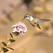 Amethyst Woodstar (Calliphlox amethystina), female