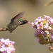 Frilled Coquette (Lophornis magnificus), male