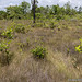 2015-05-18 TEC-0044 tree-dominated savanna habitat view - E.P. Mallory