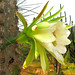 Flowers de mandacaru