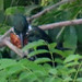 Green Kingfisher, Chloroceryle americana