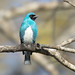 Swallow Tanager (Tersina viridis), male