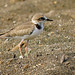 Collared Plover (Charadrius collaris)