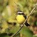 Rusty-margined Flycatcher ---  Myiozetetes cayanensis