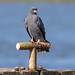 Snail Kite (Rostrhamus sociabilis), male