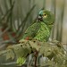 Turquoise-fronted Parrot --- Amazona aestiva