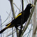 Yellow-rumped Cacique, Cacicus cela