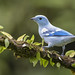 Thraupis episcopus quaesita - Blue-gray Tanager - Tangara Azuleja - Azulejo Común 65