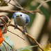 Blue-gray Tanager (Thraupis episcopus)