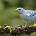 Thraupis episcopus quaesita - Blue-gray Tanager - Tangara Azuleja - Azulejo Común 66