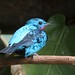 Spangled cotinga