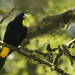 Cacicus cela - Yellow-rumped Cacique - Cacique Lomiamarillo - Arrendajo Culiamarillo 08