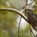 Opisthocomus hoazin - Hoatzin - hoazín - Chenchena - Pava Hedionda 08