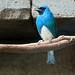 Swallow tanager