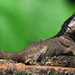 Peters' Lava Lizard, Tropidurus hispidus