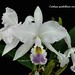 Cattleya gaskelliana var. coerulea ‘ Diviana ‘