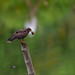 Milan des marais Rostrhamus sociabilis - Snail Kite 2639_DxO