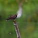 Milan des marais Rostrhamus sociabilis - Snail Kite 2659_DxO