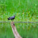 Milan des marais Rostrhamus sociabilis - Snail Kite 2686_M_DxO