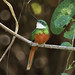 Rufous-tailed Jacamar --- Galbula ruficauda