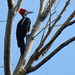 Lineated Woodpecker, Dryocopus lineatus