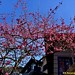 Flowering Sakura in our condo, Forest Hills, Jandira-SP - Cerejeira-do-japão em flor, "kanji, a famosa sakura.  São Paulo, Brazil