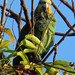 Orange-winged Parrot, Amazona amazonica