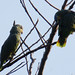 Orange-winged Parrot, Amazona amazonica