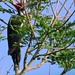 Lineated Woodpecker, Dryocopus lineatus