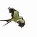 Aguililla Tijereta, Swallow-tailed Kite (Elanoides forficatus)