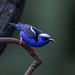 Red-legged Honeycreeper (Cyanerpes cyaneus) Guápiles, Costa Rica 2024