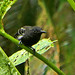 Hormiguerito Flanquiblanco, White-flanked Antwren (Myrmotherula axillaris)