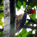 Lineated Woodpecker, Dryocopus lineatus