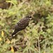 Juvenile Snail Kite --- Rostrhamus sociabilis