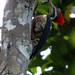 Lineated Woodpecker, Dryocopus lineatus