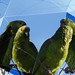 Papagaio-verdadeiro - Turquoise-fronted Parrot