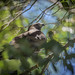 Backyard juvenile Short-tailed Hawk 08-25-2022