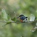 American Pygmy Kingfisher ---Chloroceryle aenea