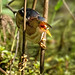 Big John's Pond, JBWR: Least Bittern catching snack (1566)