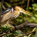 Big John's Pond, JBWR: Least Bittern after fishing (2675)