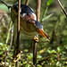 Big John's Pond, JBWR: Least Bittern with snack (1562)