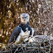 Harpy Eagle