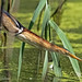 Big John's Pond, JBWR: Least Bittern (2015)