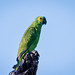 TURQUOISE-FRONTED PARROT