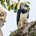 Harpy Eagle - Male with prey