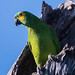 TURQUOISE-FRONTED PARROT