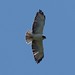 Short-tailed Hawk